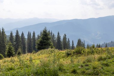 Bir yaz günü Ukrayna Karpatları 'nda dağ panoraması.