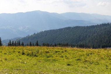 Bir yaz günü Ukrayna Karpatları 'nda dağ panoraması.