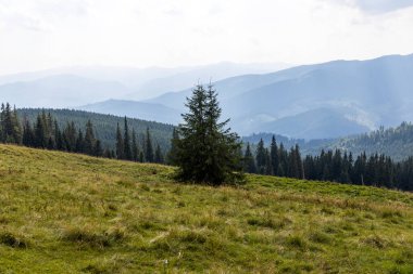 Bir yaz günü Ukrayna Karpatları 'nda dağ panoraması.