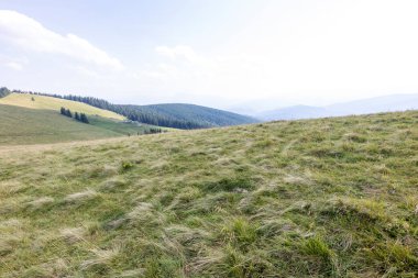 Yüksek Karpatlar 'da yeşil dağ çayırları