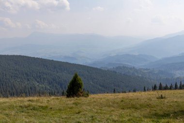 Yüksek Karpatlar 'da yeşil dağ çayırları