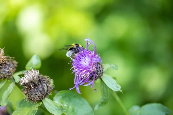 Pszczoła Purpurowym Kwiatku Widok Makra Bliska — Zdjęcie stockowe