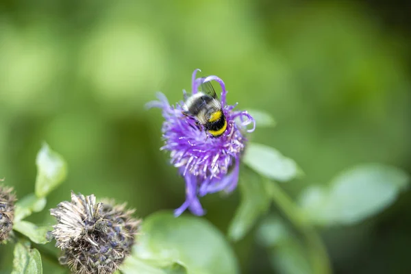 Bee Purple Flower Close Macro View — Stock Photo, Image