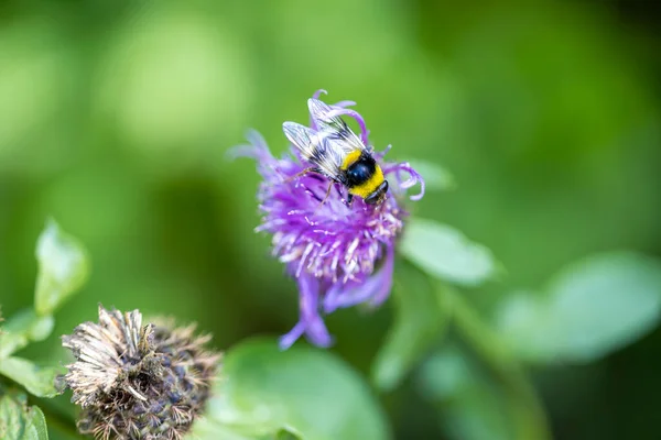 Μια Μέλισσα Ένα Μωβ Λουλούδι Γκρο Πλαν Μακροσκοπική Προβολή — Φωτογραφία Αρχείου