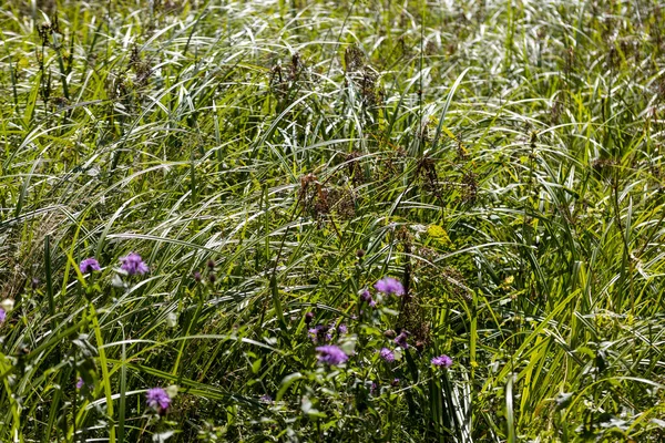Ukrayna Karpatları 'ndaki dağ çiçekleri. Makro görünümü kapat.