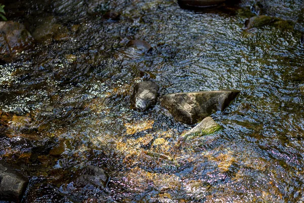 Mountain Stream Summer Day Ukrainian Carpathians — Stock Photo, Image