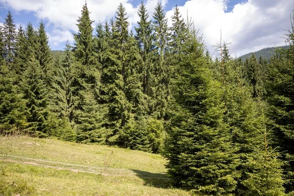 Bir yaz günü Ukrayna Karpatları 'nda dağ panoraması.
