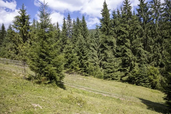 Bir yaz günü Ukrayna Karpatları 'nda dağ panoraması.