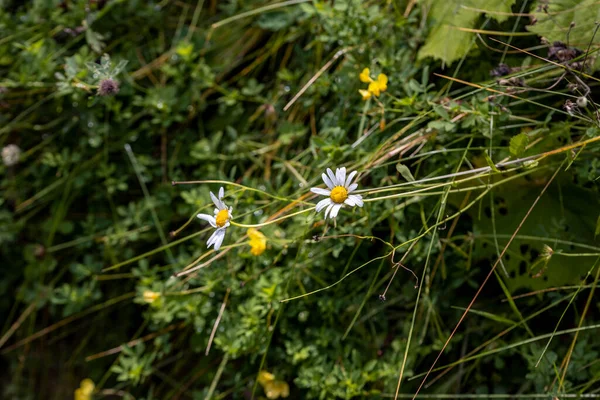Ukrayna Karpatları Ndaki Dağ Çiçekleri Makro Görünümü Kapat — Stok fotoğraf