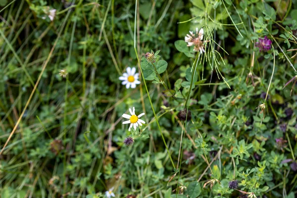 Ukrayna Karpatları 'ndaki dağ çiçekleri. Makro görünümü kapat.