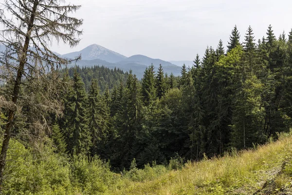 Bir yaz günü Ukrayna Karpatları 'nda dağ panoraması.