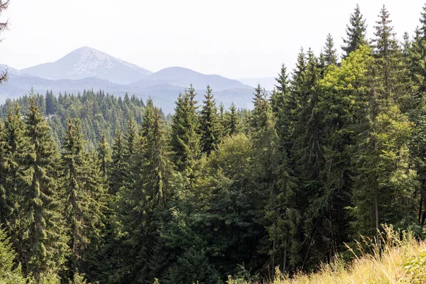 Bir yaz günü Ukrayna Karpatları 'nda dağ panoraması.