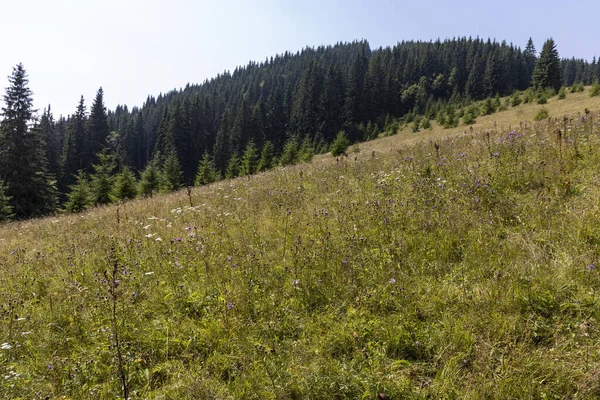 Yüksek Karpatlar 'da yeşil dağ çayırları