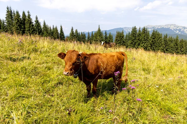 Bir yaz günü Ukrayna Karpatları 'nda yeşil bir çayırdaki inek..