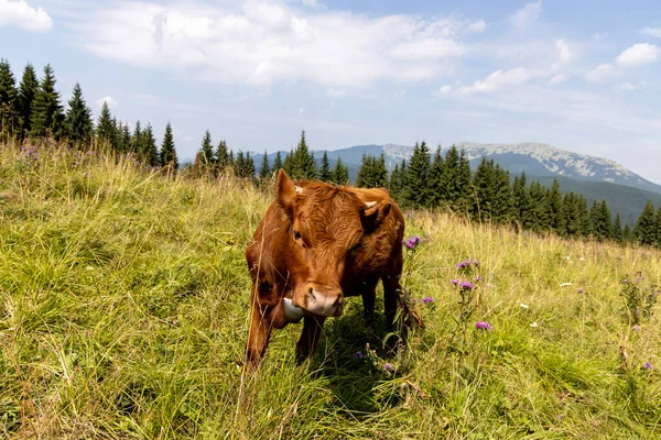 Bir yaz günü Ukrayna Karpatları 'nda yeşil bir çayırdaki inek..