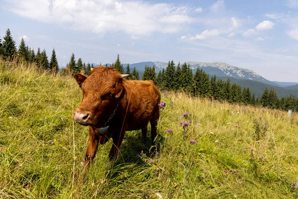 Bir yaz günü Ukrayna Karpatları 'nda yeşil bir çayırdaki inek..