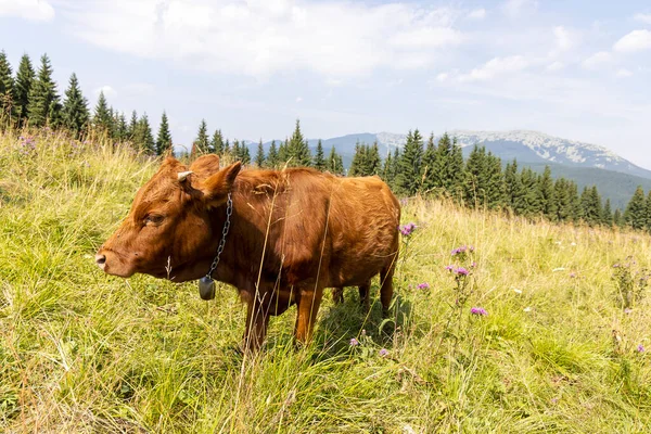 Bir yaz günü Ukrayna Karpatları 'nda yeşil bir çayırdaki inek..