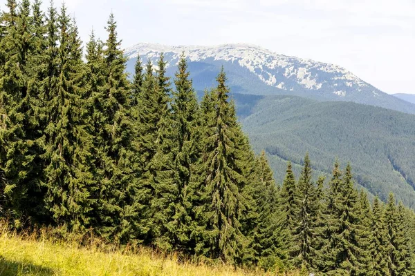 Bir yaz günü Ukrayna Karpatları 'nda dağ panoraması.