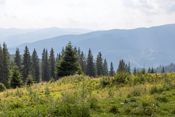Bir yaz günü Ukrayna Karpatları 'nda dağ panoraması.