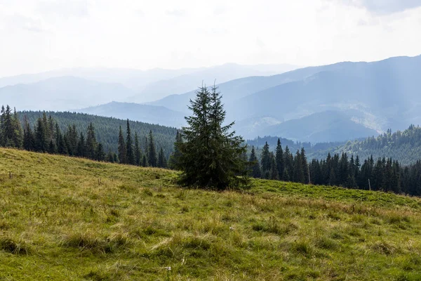 Bir yaz günü Ukrayna Karpatları 'nda dağ panoraması.
