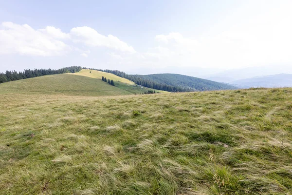 Yüksek Karpatlar 'da yeşil dağ çayırları