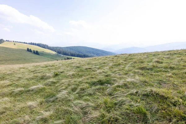 Yüksek Karpatlar 'da yeşil dağ çayırları