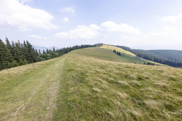 Yüksek Karpatlar 'da yeşil dağ çayırları