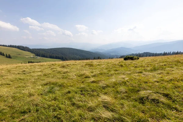 Yüksek Karpatlar 'da yeşil dağ çayırları