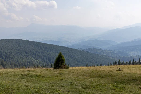 Yüksek Karpatlar 'da yeşil dağ çayırları