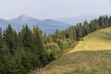 Bir yaz günü Ukrayna Karpatları 'nda dağ panoraması.