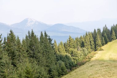 Bir yaz günü Ukrayna Karpatları 'nda dağ panoraması.
