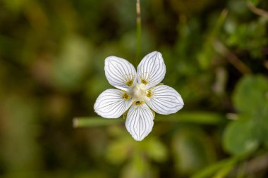 Ukrayna Karpatları 'ndaki dağ çiçekleri. Makro görünümü kapat.