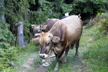 Bir yaz günü Ukrayna Karpatları 'nda yeşil bir çayırdaki inek..