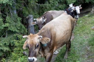 Bir yaz günü Ukrayna Karpatları 'nda yeşil bir çayırdaki inek..