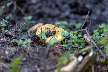 Bir yaz günü dağ ormanında mantar. Makro görünümü kapat.