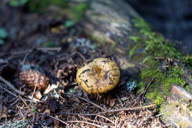 Bir yaz günü dağ ormanında mantar. Makro görünümü kapat.