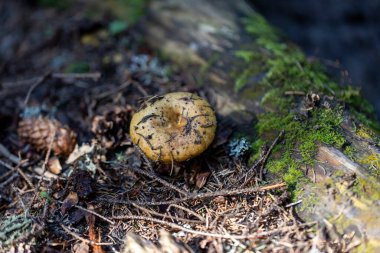 Bir yaz günü dağ ormanında mantar. Makro görünümü kapat.