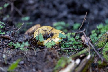 Bir yaz günü dağ ormanında mantar. Makro görünümü kapat.