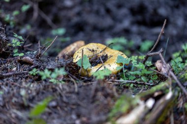 Bir yaz günü dağ ormanında mantar. Makro görünümü kapat.