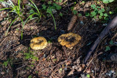 Bir yaz günü dağ ormanında mantar. Makro görünümü kapat.