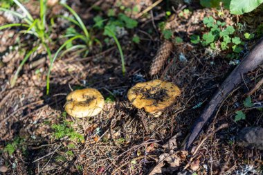 Bir yaz günü dağ ormanında mantar. Makro görünümü kapat.