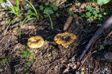 Bir yaz günü dağ ormanında mantar. Makro görünümü kapat.