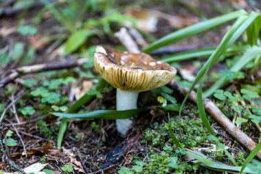 Bir yaz günü dağ ormanında mantar. Makro görünümü kapat.