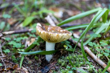 Bir yaz günü dağ ormanında mantar. Makro görünümü kapat.