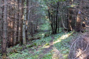 Ukrayna Karpatlarının Dağ Ormanı.