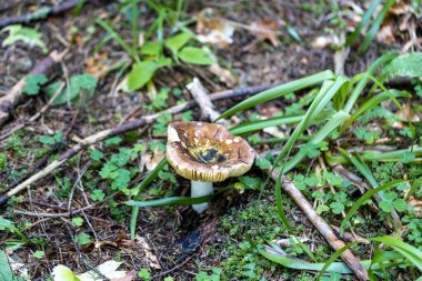 Bir yaz günü dağ ormanında mantar. Makro görünümü kapat.