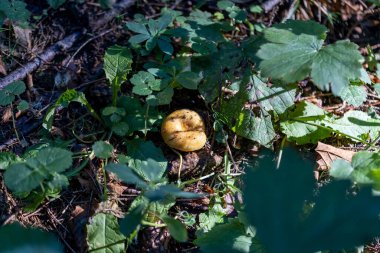 Bir yaz günü dağ ormanında mantar. Makro görünümü kapat.