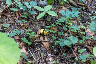Bir yaz günü dağ ormanında mantar. Makro görünümü kapat.