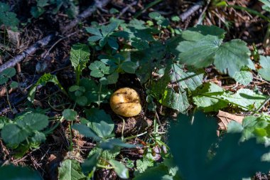 Bir yaz günü dağ ormanında mantar. Makro görünümü kapat.