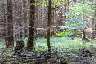Ukrayna Karpatlarının Dağ Ormanı.